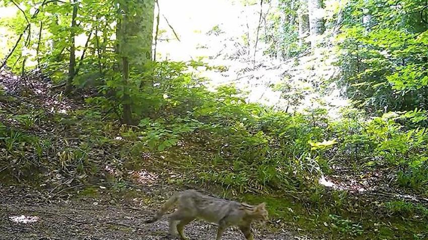 Nesli tükenme tehlikesi altındaydı: Bursa'da fotokapana yakalandı! Avını sessiz görünmez izlerle avlıyor