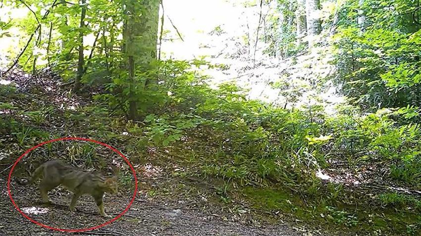 Nesli tükenme tehlikesi altındaydı: Bursa'da fotokapana yakalandı! Avını sessiz görünmez izlerle avlıyor