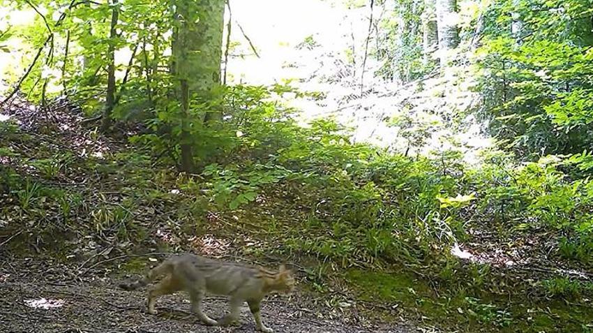 Nesli tükenme tehlikesi altındaydı: Bursa'da fotokapana yakalandı! Avını sessiz görünmez izlerle avlıyor