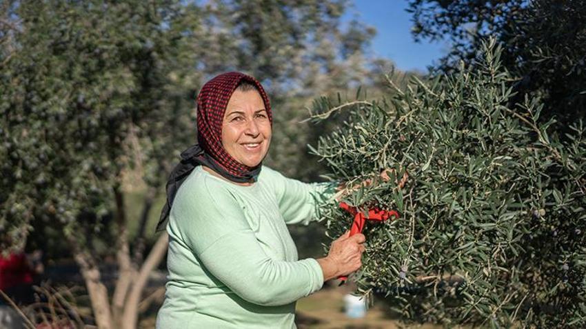 Bu ağacı bahçesine dikken bin yıl meyvesini topluyor! Saksıda yetiştiren bile para vermiyor, yağmur suyu yetiyor