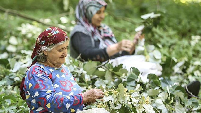 Bursa'da yetişiyor, tüm dünya duydu! Hasat ailecek yapılıyor, kilosu 1.400 TL'den kapış kapış gidiyor