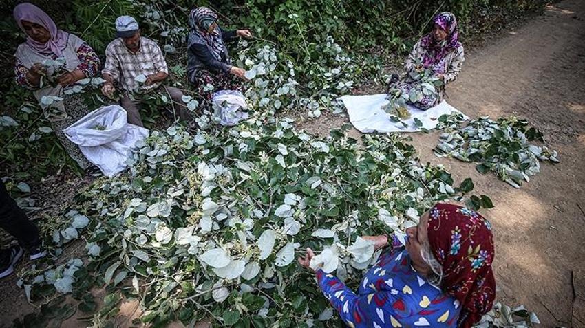 Bursa'da yetişiyor, tüm dünya duydu! Hasat ailecek yapılıyor, kilosu 1.400 TL'den kapış kapış gidiyor