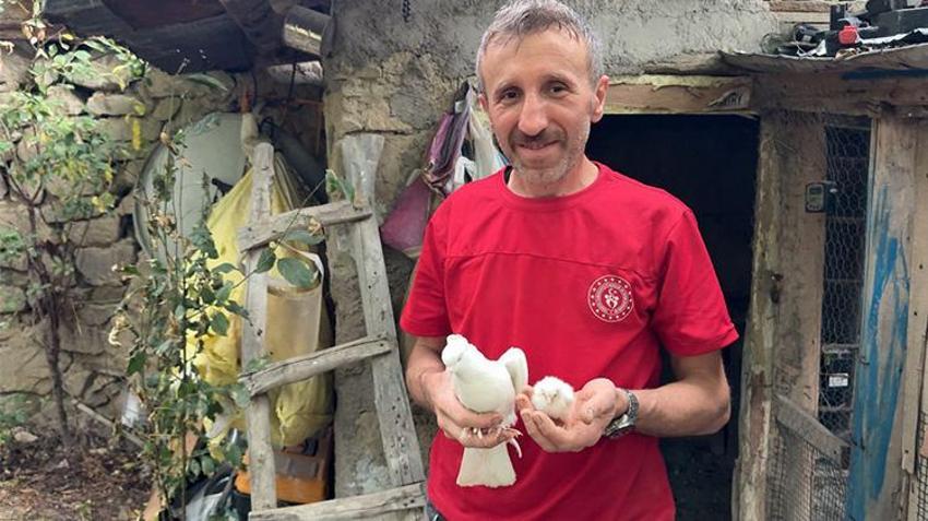 Gümüşhane'de tavuk yumurtasının üzerine kuluçkaya yatan güvercin, çıkan civcivi sahiplendi