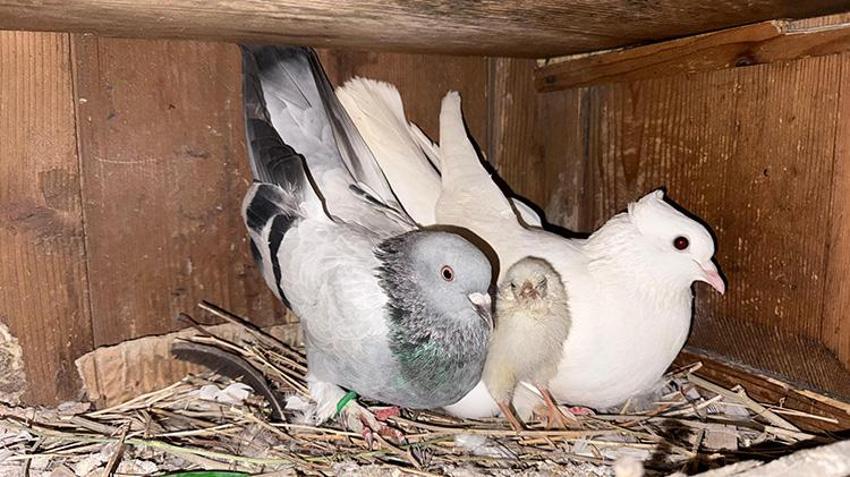 Gümüşhane'de tavuk yumurtasının üzerine kuluçkaya yatan güvercin, çıkan civcivi sahiplendi