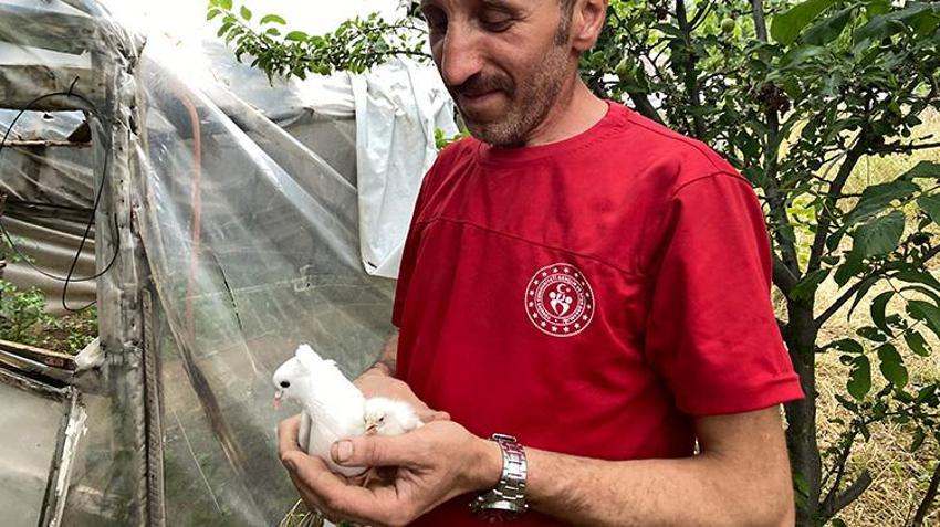 Gümüşhane'de tavuk yumurtasının üzerine kuluçkaya yatan güvercin, çıkan civcivi sahiplendi