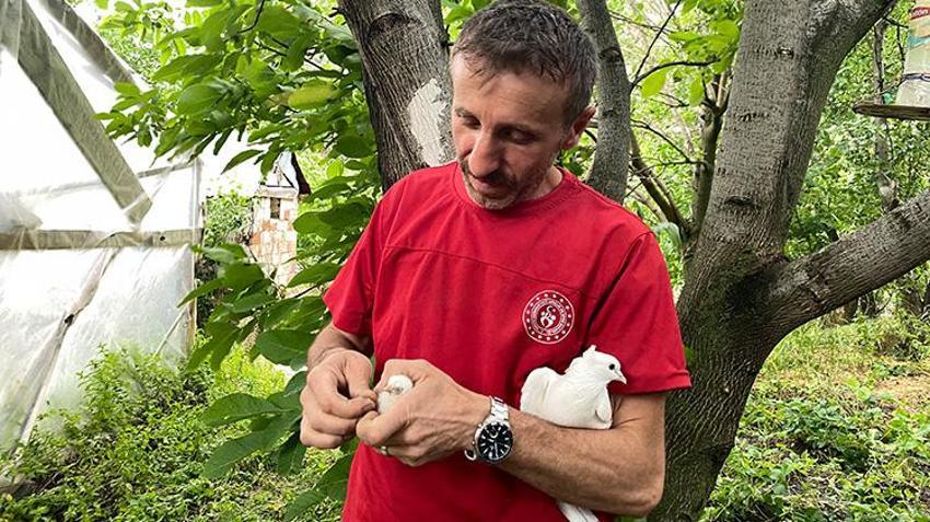 Gümüşhane'de tavuk yumurtasının üzerine kuluçkaya yatan güvercin, çıkan civcivi sahiplendi
