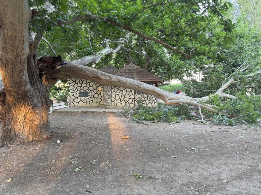 Konya'da her şey çay içerken oldu: Çınar ağacının dalı devrildi! 11 yaralı