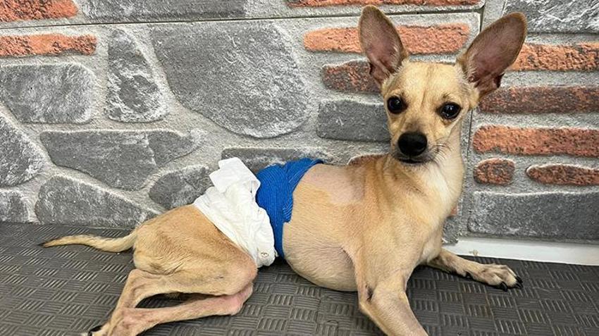 Böyle vicdansızlık görülmedi! Nişanlıyken sahiplendiler, ayrılınca terk ettiler