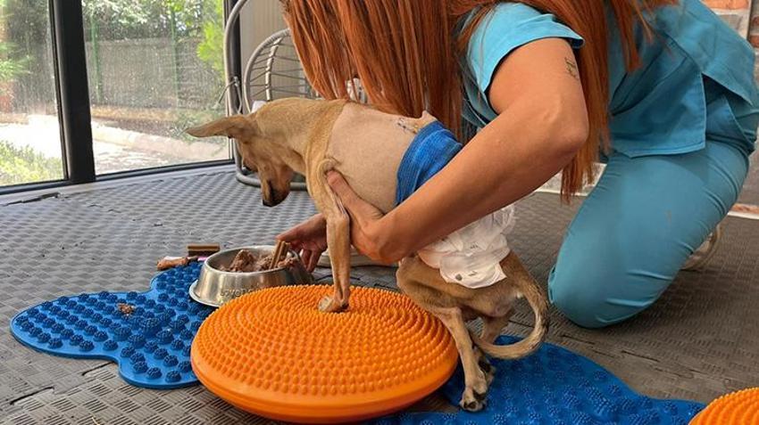 Böyle vicdansızlık görülmedi! Nişanlıyken sahiplendiler, ayrılınca terk ettiler