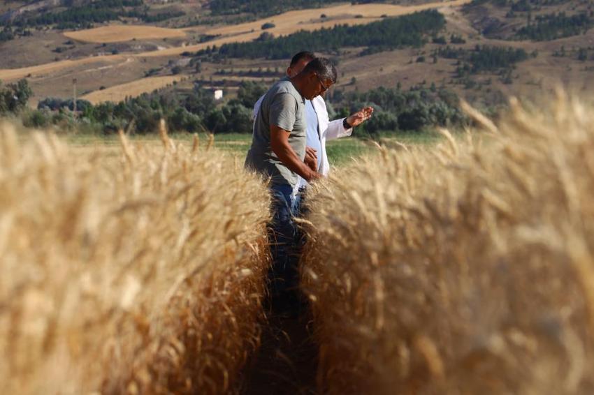 Sivas'ta dev atılım! Hasat sonrası çiftçilere dağıtılacak: Verimi ikiye katlayacak