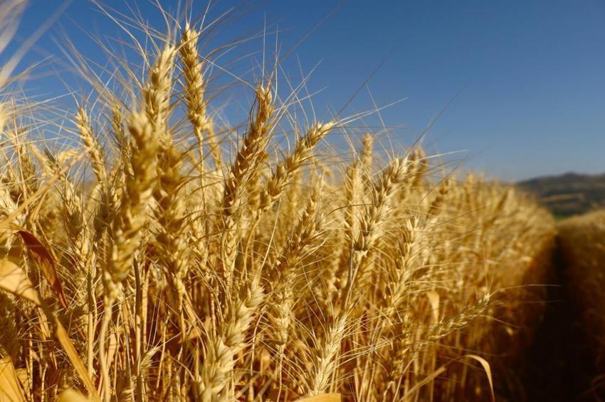 Sivas'ta dev atılım! Hasat sonrası çiftçilere dağıtılacak: Verimi ikiye katlayacak