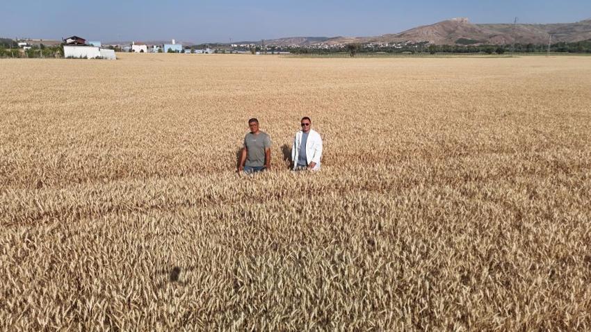 Sivas'ta dev atılım! Hasat sonrası çiftçilere dağıtılacak: Verimi ikiye katlayacak