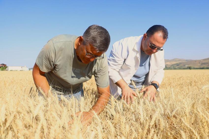 Sivas'ta dev atılım! Hasat sonrası çiftçilere dağıtılacak: Verimi ikiye katlayacak
