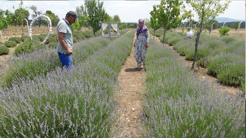Kütahya'da hobi olarak başladılar geçim kapısı oldu! 1,5 dönümden 30 dönüme çıkardılar