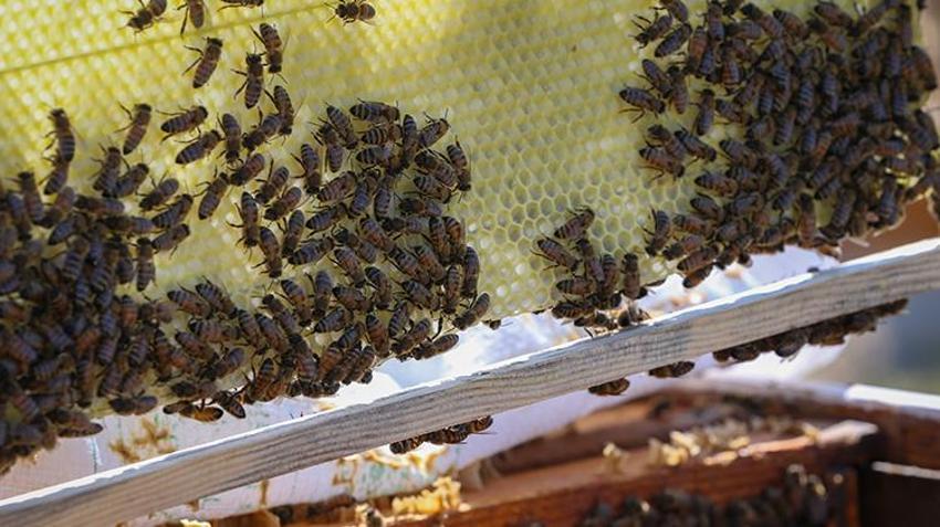 Sadece Hatay'da üretiliyor! Tadına bakan beğenmiyor ama şifa deposu, hasat başladı, kavanozu 450 lira