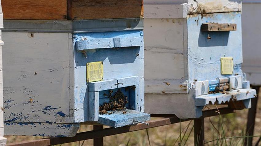Sadece Hatay'da üretiliyor! Tadına bakan beğenmiyor ama şifa deposu, hasat başladı, kavanozu 450 lira
