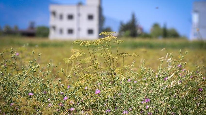 Sadece Hatay'da üretiliyor! Tadına bakan beğenmiyor ama şifa deposu, hasat başladı, kavanozu 450 lira