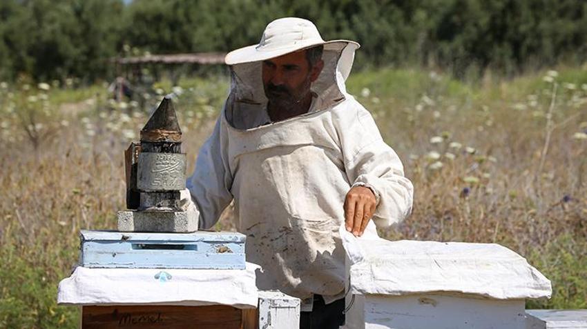 Sadece Hatay'da üretiliyor! Tadına bakan beğenmiyor ama şifa deposu, hasat başladı, kavanozu 450 lira