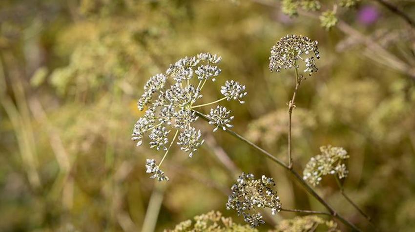 Sadece Hatay'da üretiliyor! Tadına bakan beğenmiyor ama şifa deposu, hasat başladı, kavanozu 450 lira