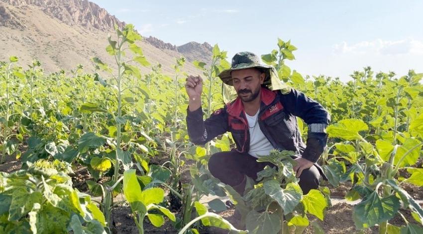 Erzincanlı çiftçiler kabusu yaşadı: Ayçiçeği tarlaları bir gecede yok oldu!