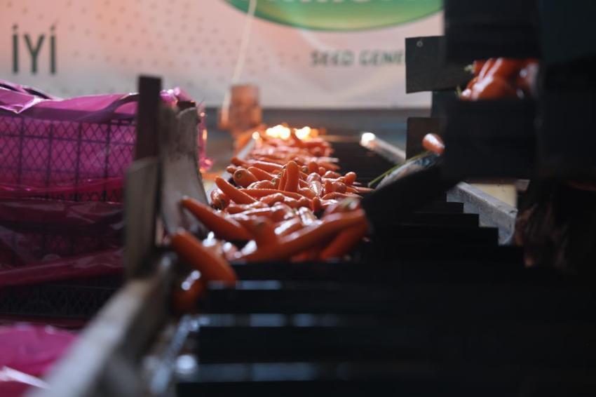 Türkiye'nin havuç ihtiyacının yüzde 65'i karşılıyor: Sezon başladı, neredeyse tamamı kadınlardan oluşuyor