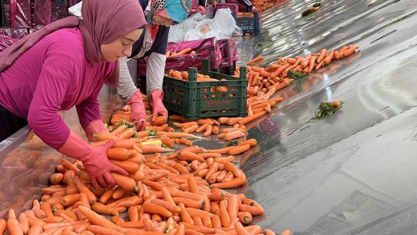 Türkiye'nin havuç ihtiyacının yüzde 65'i karşılıyor: Sezon başladı, neredeyse tamamı kadınlardan oluşuyor