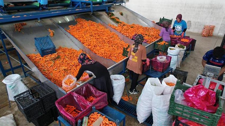 Türkiye'nin havuç ihtiyacının yüzde 65'i karşılıyor: Sezon başladı, neredeyse tamamı kadınlardan oluşuyor