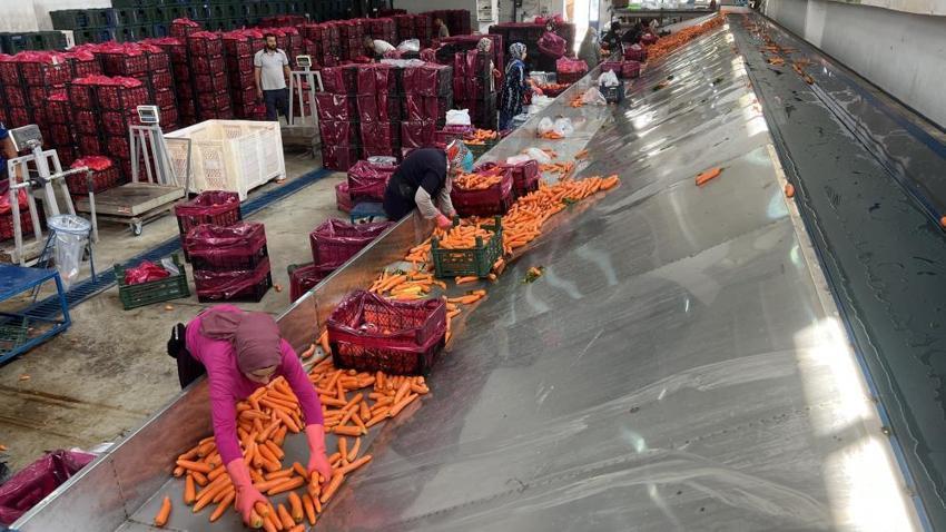 Türkiye'nin havuç ihtiyacının yüzde 65'i karşılıyor: Sezon başladı, neredeyse tamamı kadınlardan oluşuyor