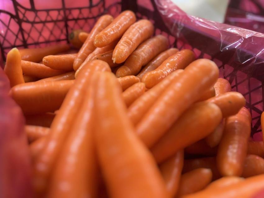 Türkiye'nin havuç ihtiyacının yüzde 65'i karşılıyor: Sezon başladı, neredeyse tamamı kadınlardan oluşuyor