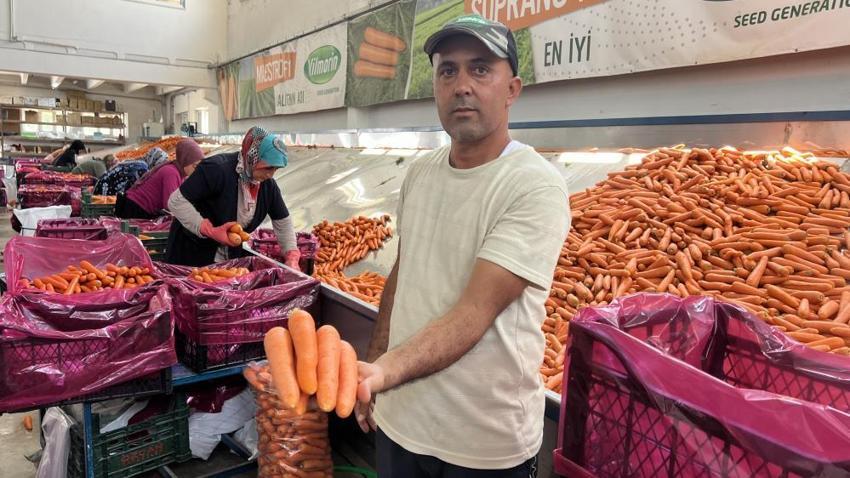 Türkiye'nin havuç ihtiyacının yüzde 65'i karşılıyor: Sezon başladı, neredeyse tamamı kadınlardan oluşuyor