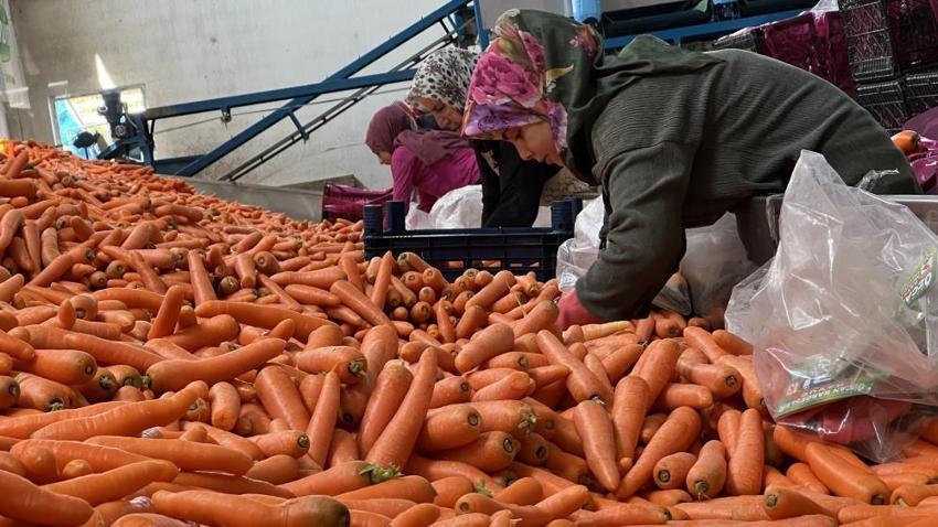 Türkiye'nin havuç ihtiyacının yüzde 65'i karşılıyor: Sezon başladı, neredeyse tamamı kadınlardan oluşuyor