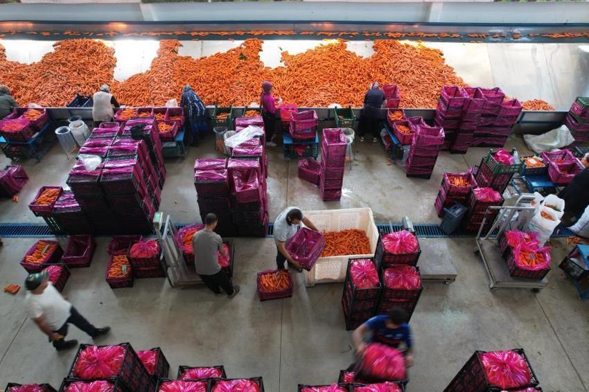 Türkiye'nin havuç ihtiyacının yüzde 65'i karşılıyor: Sezon başladı, neredeyse tamamı kadınlardan oluşuyor