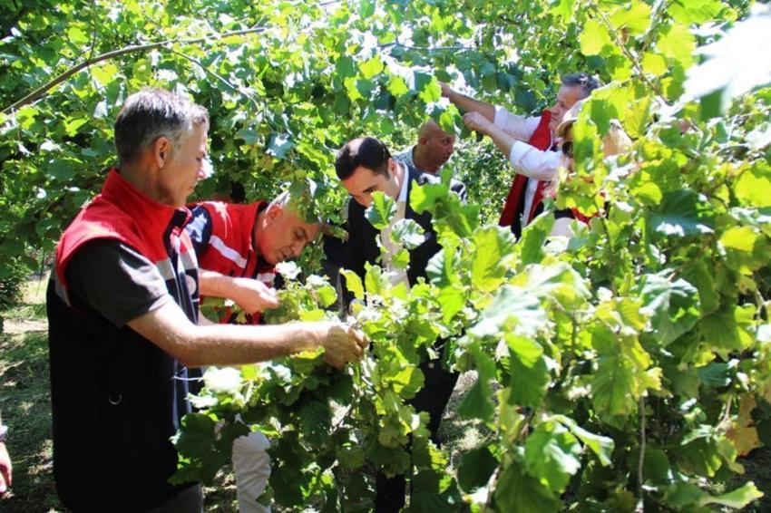 Kızılırmak ve Yeşilırmak kıyılarından dünyaya lezzet yağıyor!