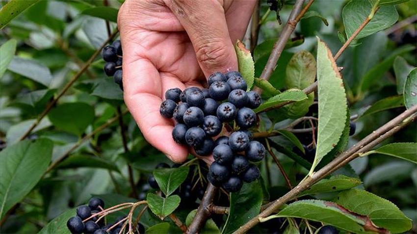 Dönüm başına 100 bin TL kazanç! Genç çiftçiler gözünü oraya dikti, evini, arabasını satan hemen başlıyor