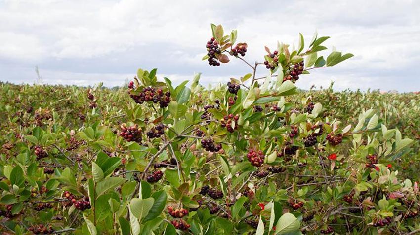 Dönüm başına 100 bin TL kazanç! Genç çiftçiler gözünü oraya dikti, evini, arabasını satan hemen başlıyor