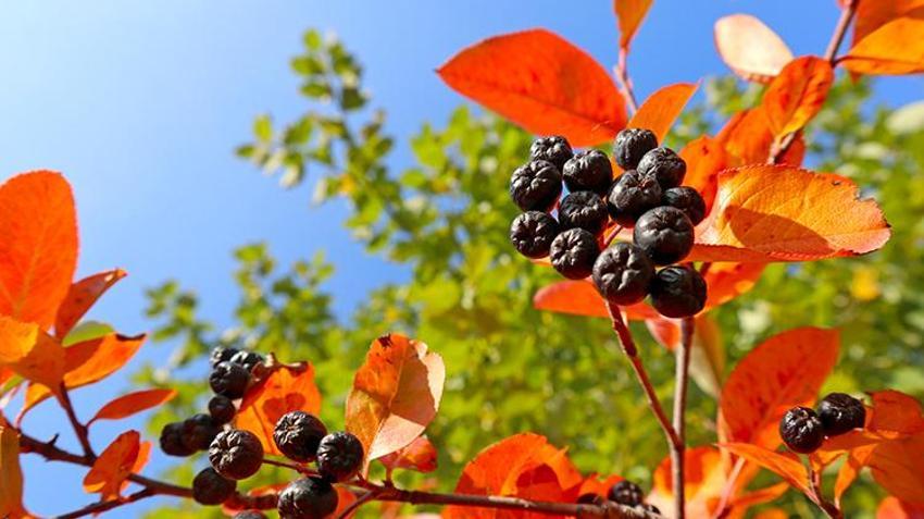 Dönüm başına 100 bin TL kazanç! Genç çiftçiler gözünü oraya dikti, evini, arabasını satan hemen başlıyor