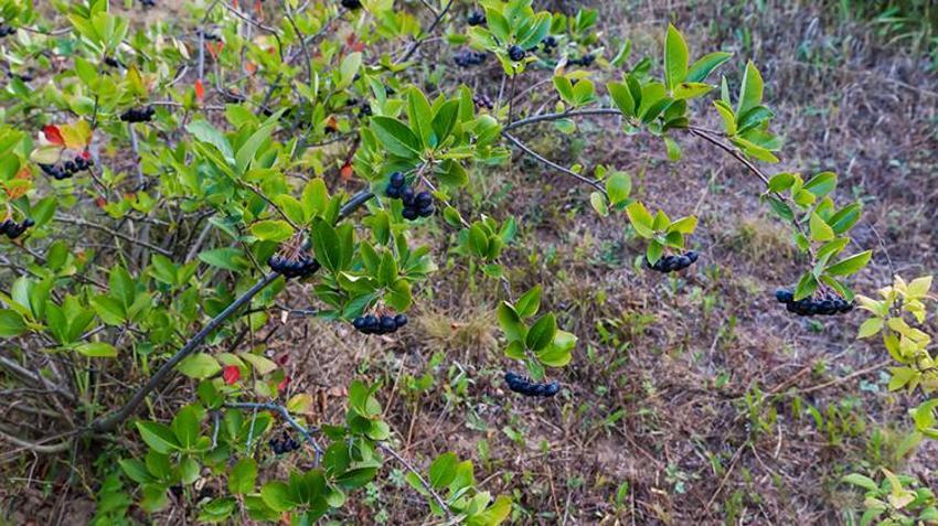 Dönüm başına 100 bin TL kazanç! Genç çiftçiler gözünü oraya dikti, evini, arabasını satan hemen başlıyor