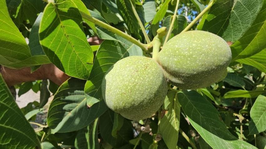 Bitlis'te hasat yaklaşırken iyi haber geldi! Rekolte, rekor düzeyde olacak