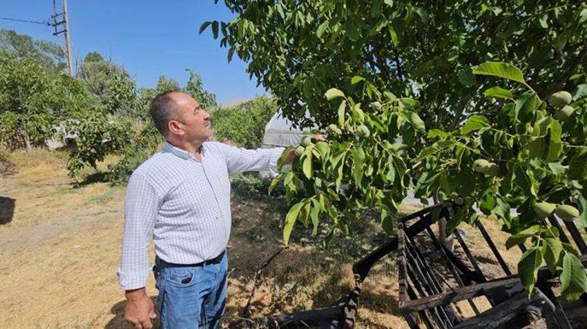 Bitlis'te hasat yaklaşırken iyi haber geldi! Rekolte, rekor düzeyde olacak