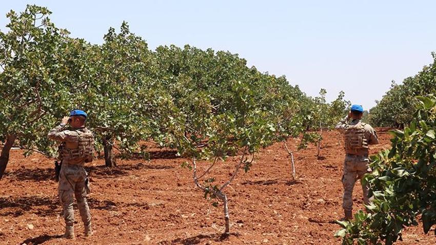 Fiyatı 100 TL'den 1.250 TL'ye fırladı! Jandarma tarlada 7/24 nöbete başladı