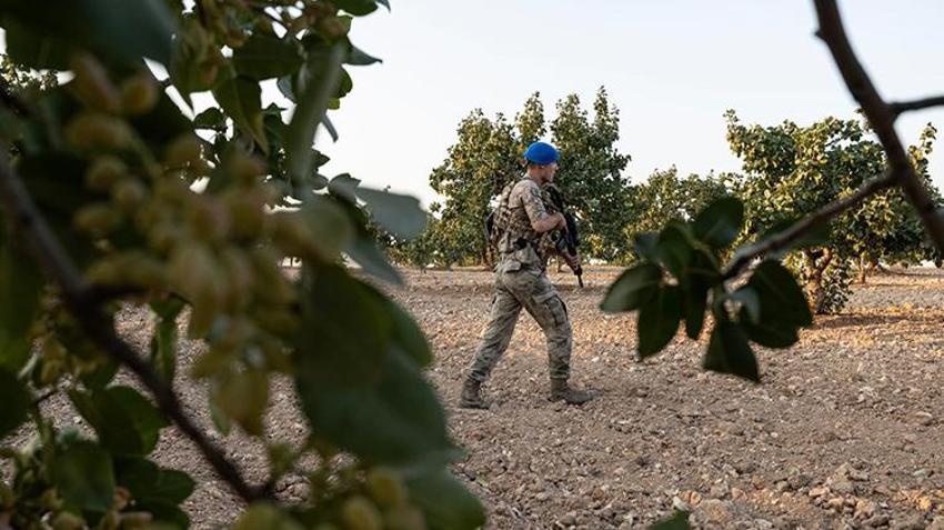 Fiyatı 100 TL'den 1.250 TL'ye fırladı! Jandarma tarlada 7/24 nöbete başladı