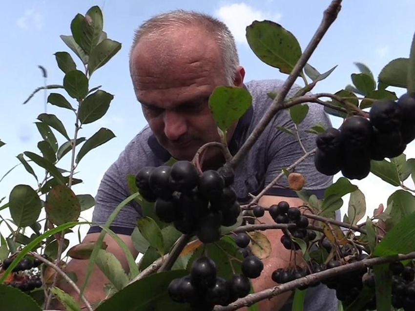Bu bitkiyi eken senesine ev alıyor: Bir şehirde alternatif oldu, bakım istemiyor! Samsun ve Bursa'da da başladı