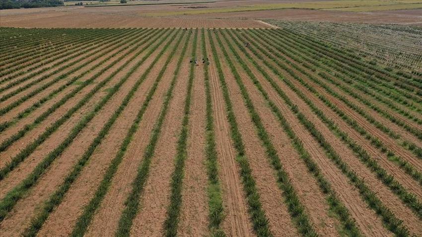 Bu bitkiyi eken senesine ev alıyor: Bir şehirde alternatif oldu, bakım istemiyor! Samsun ve Bursa'da da başladı