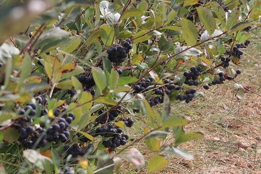 Bu bitkiyi eken senesine ev alıyor: Bir şehirde alternatif oldu, bakım istemiyor! Samsun ve Bursa'da da başladı