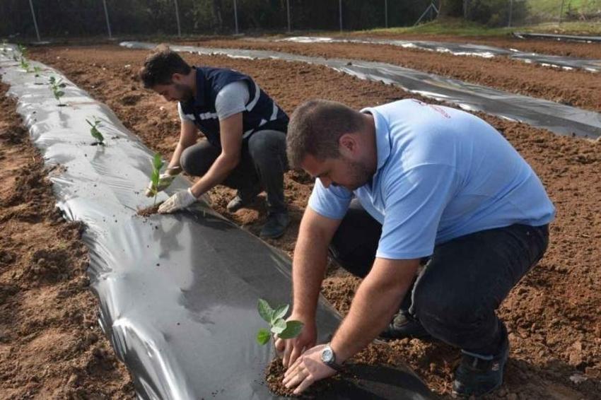 Bu bitkiyi eken senesine ev alıyor: Bir şehirde alternatif oldu, bakım istemiyor! Samsun ve Bursa'da da başladı