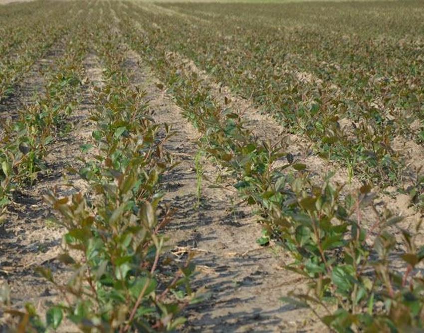 Bu bitkiyi eken senesine ev alıyor: Bir şehirde alternatif oldu, bakım istemiyor! Samsun ve Bursa'da da başladı