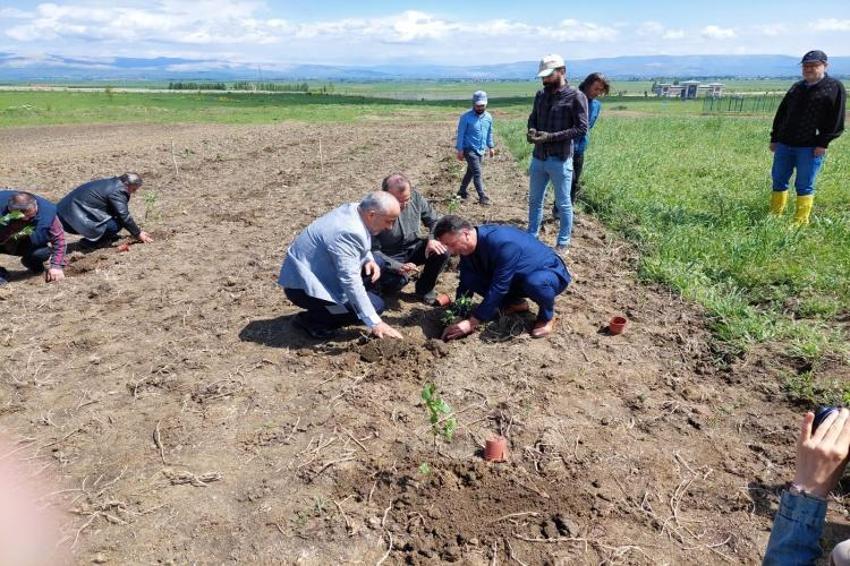 Bu bitkiyi eken senesine ev alıyor: Bir şehirde alternatif oldu, bakım istemiyor! Samsun ve Bursa'da da başladı