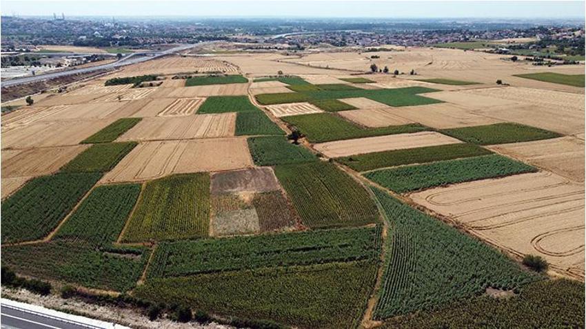Trakya'da başlar öne eğildi mecburi karar verildi! Edirne'de hasat erkene alınacak