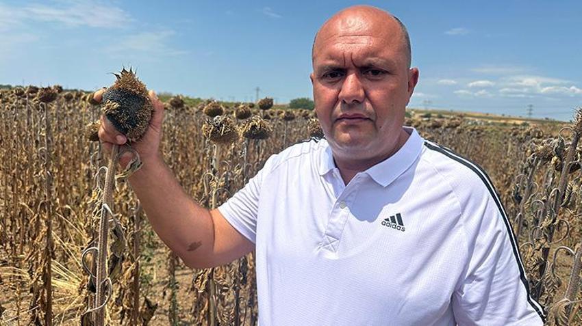 Trakya'da başlar öne eğildi mecburi karar verildi! Edirne'de hasat erkene alınacak
