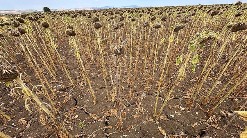 Trakya'da başlar öne eğildi mecburi karar verildi! Edirne'de hasat erkene alınacak